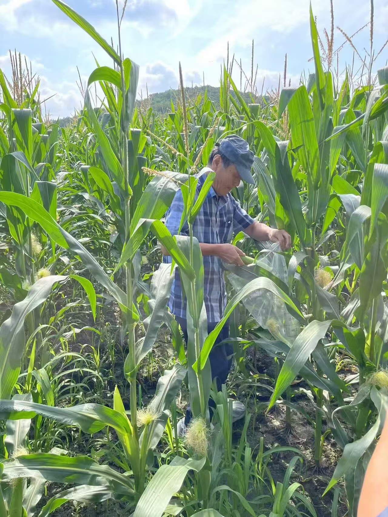 2024年8月有机基地完成韩国有机认证；野生玉竹认证采摘开始